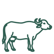 Buffalo Ghee