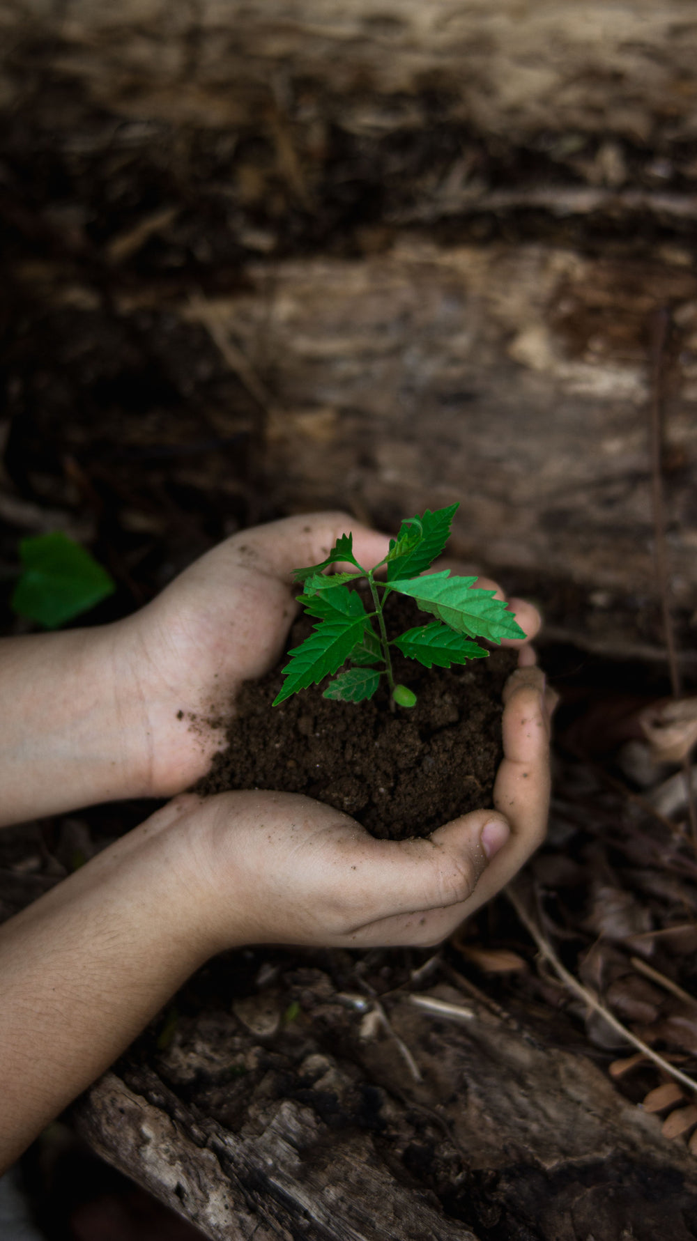 Your order matters. It helps us plant trees.